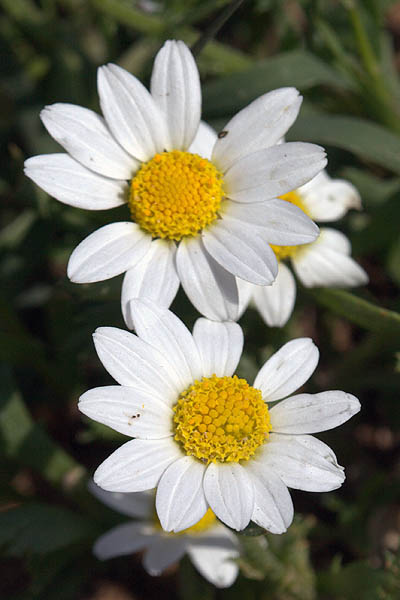 Anthemis leucanthemifolia, Anthemis indurata, Coast Chamomile,<br> קחוון החוף 